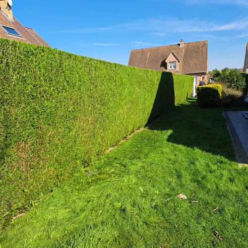Taille de thuya sur la commune de hondeghem